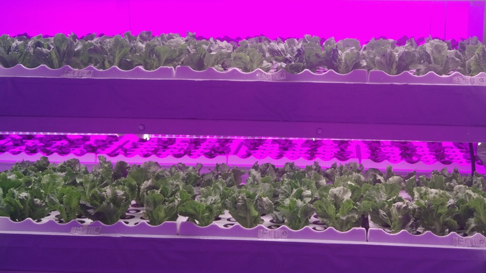 当水培遇上信息技术 大连植物工厂的智能革命